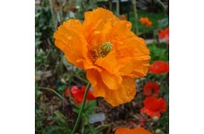 PAPAVER POPPY FLORE PLENO SEEDS - RUPIFRAGUM ATLANTICUM - ORANGE FEATHERS - 250 SEEDS