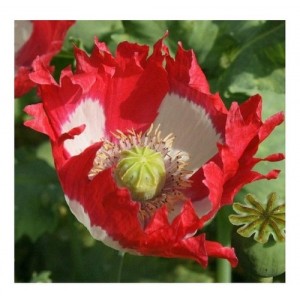 PAPAVER POPPY DANISH DWARF SEEDS - RED & WHITE SINGLE FLOWERS - 350 SEEDS