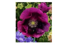 PAPAVER POPPY LAURENS GRAPE PURPLE POPPY - 500 SEEDS