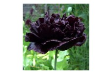 PAPAVER POPPY PAEONIFLORUM - BLACK PEONY POPPY - 250 SEEDS
