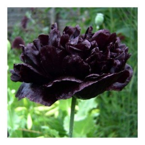 PAPAVER POPPY PAEONIFLORUM - BLACK PEONY POPPY - 250 SEEDS