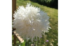 PAPAVER POPPY SWANSDOWN WHITE PEONY SEEDS - 250 SEEDS