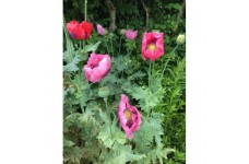PAPAVER POPPY - MIXED COLOURS - TALL GROWING - 500 SEEDS
