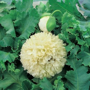 PAPAVER YELLOW PEONY POPPY - 250 SEEDS