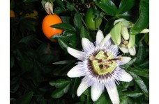 PASSIFLORA CLIMBING PLANT - PASSION FLOWER SEEDS - 25 SEEDS