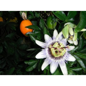 PASSIFLORA CLIMBING PLANT - PASSION FLOWER SEEDS - 25 SEEDS