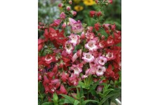 PENSTEMON CROWN HYBRID PERENNIAL SEEDS - 100 SEEDS