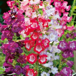 PENSTEMON HARTWEGII SENSATION MIX SEEDS - 100 SEEDS