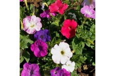 PETUNIA NANA COMPACTA MIXED SEEDS - MIXED COLOUR FLOWERS - 250 SEEDS