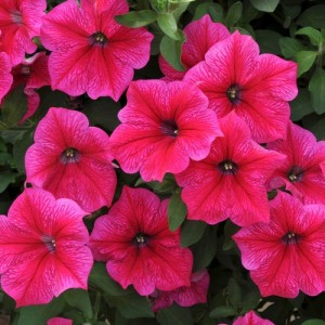 PETUNIA NANA COMPACTA ROSE OF HEAVEN SEEDS - VIBRANT PINK - 250 SEEDS