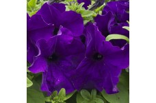 PETUNIA NANA COMPACTA ROYAL BLUE SEEDS - PURPLE / BLUE FLOWERS - 250 SEEDS