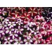 PETUNIA NANA COMPACTA STARS MIXED SEEDS - 250 SEEDS