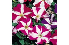 PETUNIA NANA COMPACTA STARS MIXED SEEDS - 250 SEEDS