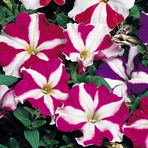 PETUNIA NANA COMPACTA STARS MIXED SEEDS - 250 SEEDS