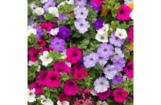 PETUNIA HYBRIDA PENDULA TRAILING BALCONY MIXED SEEDS - 250 SEEDS