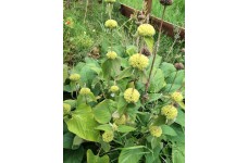 PHLOMIS RUSSELIANA SEEDS - TURKISH SAGE - 25 SEEDS