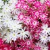 PHLOX DRUMMONDA CUSPIDATA TWINKLE STAR MIXED SEEDS - 100 SEEDS