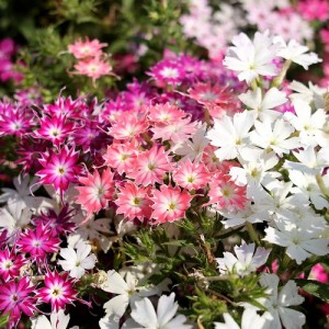 PHLOX DRUMMONDA CUSPIDATA TWINKLE STAR MIXED SEEDS - 100 SEEDS