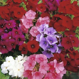 PHLOX DRUMONDII DWARF BEAUTY MIX SEEDS - 100 SEEDS