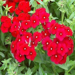 PHLOX SCARLET BEAUTY SEEDS - RED PHLOX ANNUAL SEEDS - 100 SEEDS