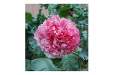 PAPAVER POPPY SOMNIFERUM FLEMISH ANTIQUE PINK PEONY SEEDS - 250 SEEDS