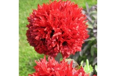PAPAVER POPPY SOMNIFERUM SCARLET RED PEONY SEEDS - 250 SEEDS