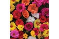 PORTULACA GRANDIFLORA DOUBLE MIX SEEDS - MIXED COLOUR DOUBLE FLOWERS - 500 SEEDS
