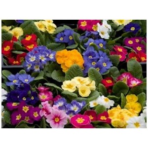 PRIMROSE CROWN MIX SEEDS - MIXED COLOUR FLOWERS - 50 SEEDS