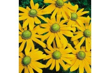 RUDBECKIA HIRTA IRISH EYES SEEDS - BLACK EYED SUSAN - GREEN EYES - 100 SEEDS