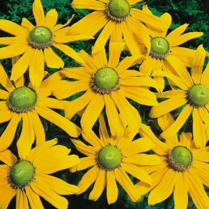 RUDBECKIA HIRTA IRISH EYES SEEDS - BLACK EYED SUSAN - GREEN EYES - 100 SEEDS