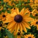 RUDBECKIA HIRTA MARMALADE SEEDS - BLACK EYED SUSAN - 250 SEEDS