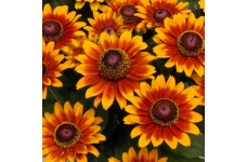 RUDBECKIA HIRTA RUSTIC DWARFS MIXED SEEDS - BLACK EYED SUSAN - 250 SEEDS