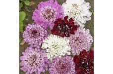 SCABIOSA ATROPURPUREA IMPERIAL MIX SEEDS - PINCUSHION SCABIOUS - 100 SEEDS