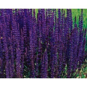 SALVIA NEMOROSA VIOLET QUEEN SEEDS - PURPLE FLOWERS - 100 SEEDS SALVIA NEMOROSA VIOLET QUEEN SEEDS - PURPLE FLOWERS - 100 SEEDS