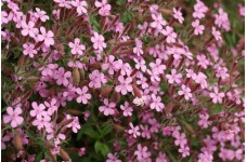 SAPONARIA OCYMOIDES SEEDS - ROCK SOAPWORT - TUMBLING TED - 100 SEEDS