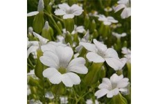SAPONARIA VACCARIA WHITE SEEDS - WHITE FLOWERS - SOAPWORT - 100 SEEDS