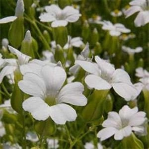SAPONARIA VACCARIA WHITE SEEDS - WHITE FLOWERS - SOAPWORT - 100 SEEDS