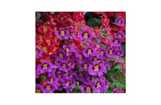 SCHIZANTHUS ANGEL WINGS MIXED SEEDS - MIXED COLOUR FLOWERS - 500 SEEDS