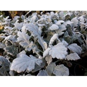 SENECIO CINERARIA SILVER DUST SEEDS - SILVERY WHITE FOLIAGE - 100 SEEDS