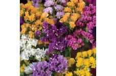 STATICE LIMONIUM SINUATUM PACIFIC MIX - 100 SEEDS