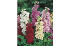 STOCK - LARGE FLOWERED TEN WEEK BEDDING STOCK SEEDS - 100 SEEDS