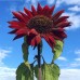 SUNFLOWER RED SUN SEEDS - SINGLE FLOWERED HELIANTHUS ANNUS RED SUN - 20 SEEDS