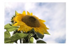 SUNFLOWER - GIANT TITAN SUNFLOWER - HELIANTHUS ANNUUS - 20 SEEDS