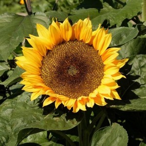 SUNFLOWER - DWARF SUNSPOT - HELIANTHUS ANNUUS - 20 SEEDS