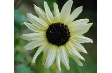 SUNFLOWER  - ITALIAN WHITE - CREAMY WHITE - HELIANTHUS ANNUUS - 20 SEEDS