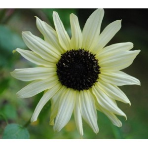 SUNFLOWER  - ITALIAN WHITE - CREAMY WHITE - HELIANTHUS ANNUUS - 20 SEEDS