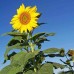 SUNFLOWER GIANT SKYSCRAPER - HELIANTHUS ANNUUS - 20 SEEDS