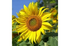 SUNFLOWER GIANT SKYSCRAPER - HELIANTHUS ANNUUS - 20 SEEDS