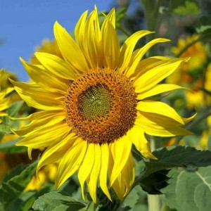 SUNFLOWER GIANT SKYSCRAPER - HELIANTHUS ANNUUS - 20 SEEDS