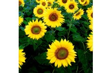 SUNFLOWER GIANT YELLOW SEEDS - SINGLE FLOWERED HELIANTHUS UNIFLORUS GIGANTEUS - 20 SEEDS
